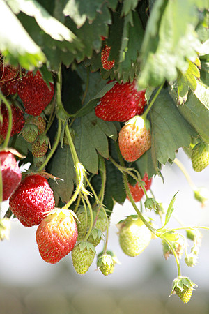 Wild strawberries