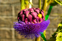 Blooming Artichoke