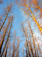 Cotton Wood Grove