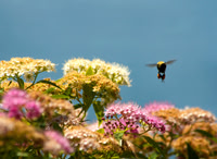Bee Landing