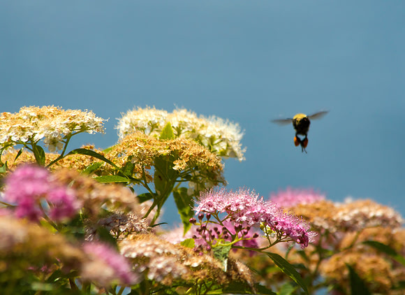 Bee Landing