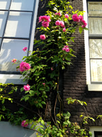 roses on wall