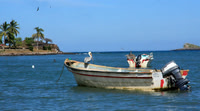 peilicans on boats S