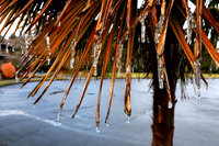 Frozen Fronds