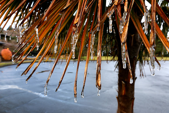 Frozen Fronds