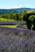 Hood River