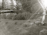 Duck Beam