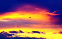 Sunrise Soar