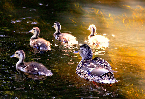 Momma Duck and Babies