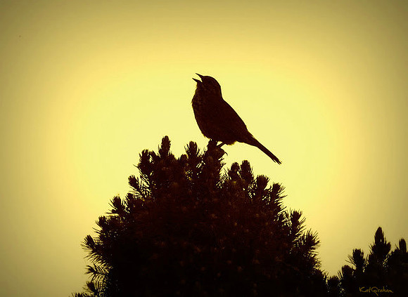 song bird S
