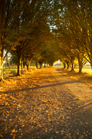 Fall Grove