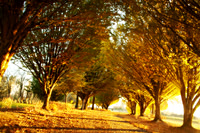 Fall Umbrella