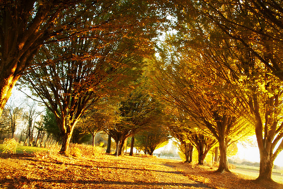 Fall Umbrella