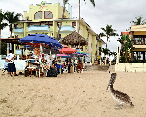 Mexican Pelican