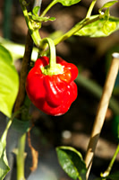Red Pepper