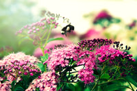 bumblebee landing