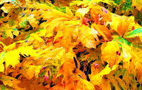 Fall Leaves