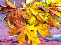 Fall