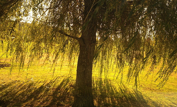 golden Willow
