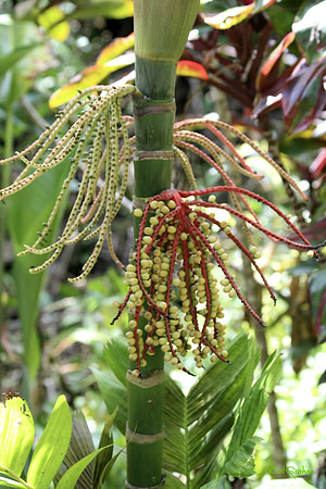 Rassa Bead Plant