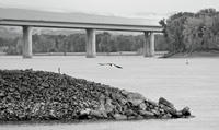 island soaring BW