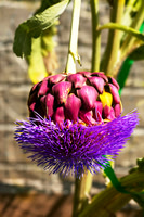 Artichoke Bloom