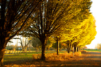 Golden Curve