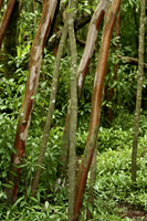 jungle S