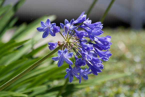 Royal Beauty