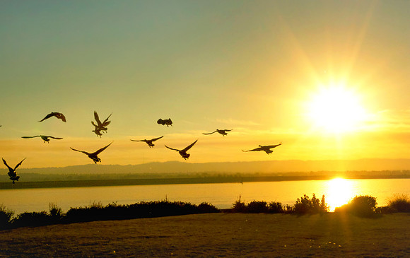 Sunset Geese