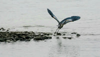 Blue Heron Lifting Off