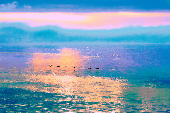 Sunrise Geese