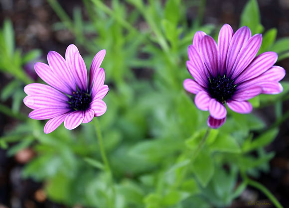 Purple Twins