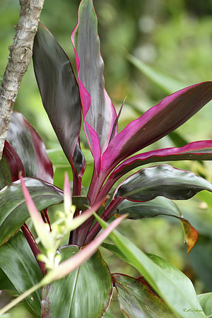 Purple Leaf