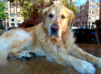 Doggie in the Window