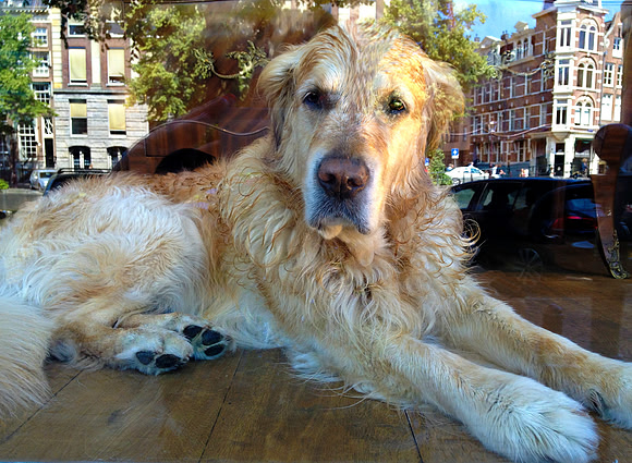 Doggie in the Window