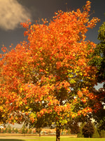 Fall Tree
