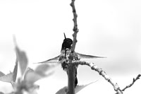Hummingbird Art