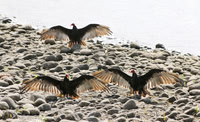 Trio of Turkey Vultures