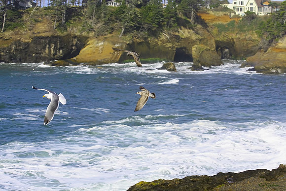 seagulls S