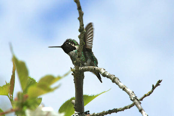 Jade Hummingbird in Pear Blossom Tree