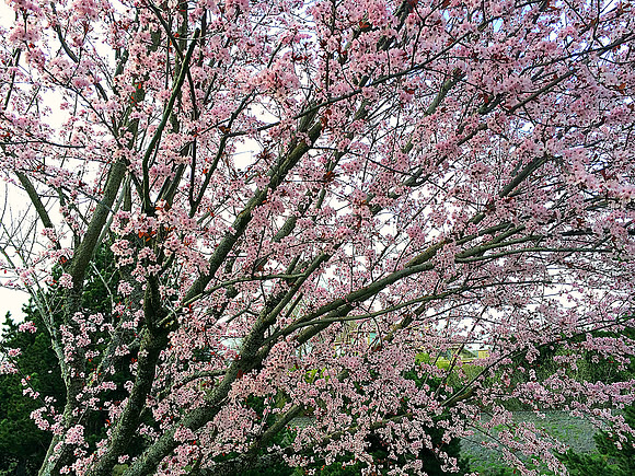 inside cherry tree