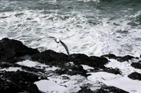 oncoming bird S