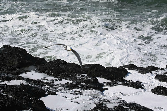 oncoming bird S
