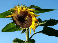 Sunshine on a stick