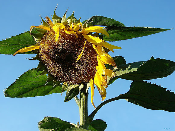 Sunshine on a stick