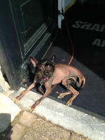 rat dog