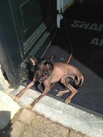 rat dog