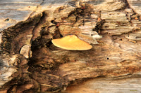 mushroom S