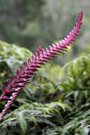 Hawaiian Tongue